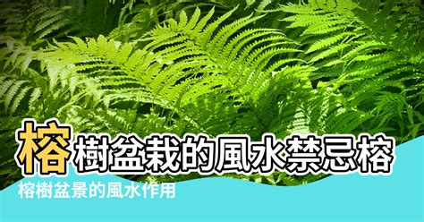 榕樹 風水|榕樹與風水：和諧你的家